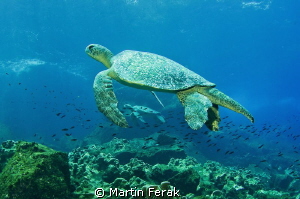 Duo turtles in Galapagos. by Martin Ferak 
